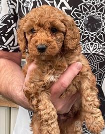 Cuccioli di barboncini toy maschi femmine