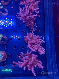 Gorgonia rossa acquario marino coralli molli