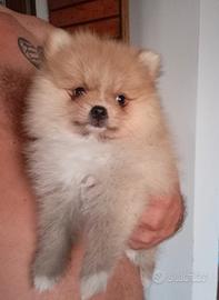 volpino di Pomerania 