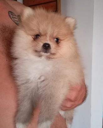 volpino di Pomerania 