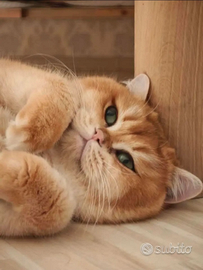 British Shorthair DA RIPRODUZIONE