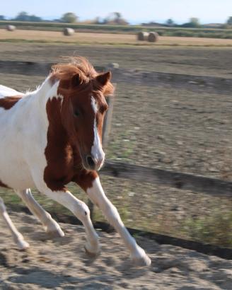 Pony