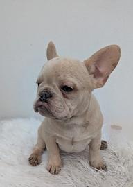 Bulldog francesi merle e blu