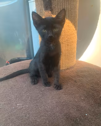 3 gattini maschi 2 mesi catania