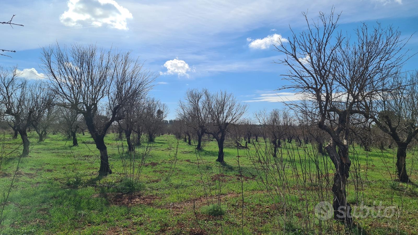 Terreno Agricolo provincia di Ugento - Vista 4