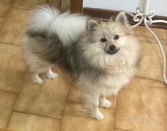 Grazioso Volpino - Spitz