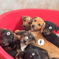 Cuccioli futura taglia piccolo/media