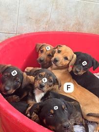 Cuccioli futura taglia piccolo/media