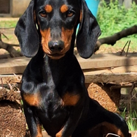 Bassotto pedigree ENCI