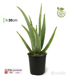 Pianta ALOE VERA Barbadensis grassa succulenta 