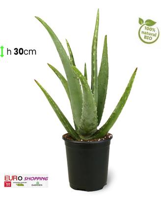 Pianta ALOE VERA Barbadensis grassa succulenta 