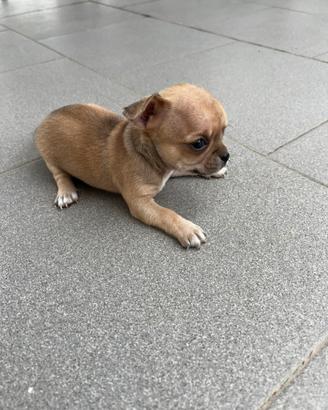 Chihuahua toy