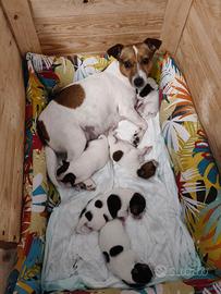 Cuccioli di Jack Russell