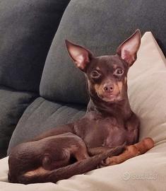 Pinscher 3 anni