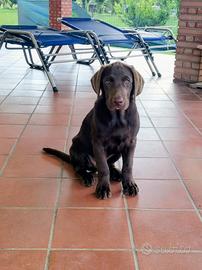 Labrador Retriever 