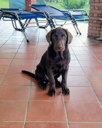 Labrador Retriever 