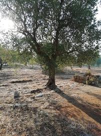 Terreno agricolo