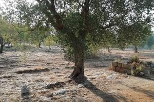 Terreno agricolo