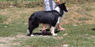 Border collie stud dog