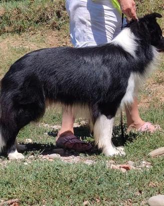 Border collie stud dog