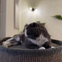 Accoppiamento British Shorthair