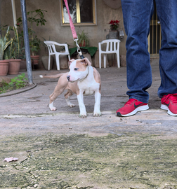 American pitbull terrier - cucciola
