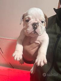 Cucciolo bulldog inglese maschio pedigree Enci