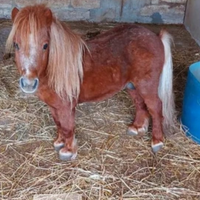 Disponibile minipony falabella per monte
