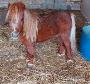 Disponibile minipony falabella per monte