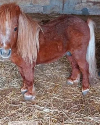 Disponibile minipony falabella per monte