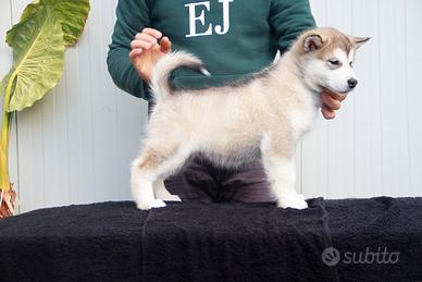 Alaskan Malamute