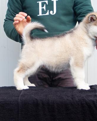 Alaskan Malamute