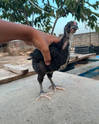 Pulcinotto australorp