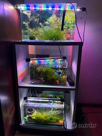 Acquario caridinai con Caridine Yellow neon blu