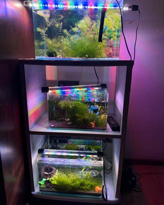 Acquario caridinai con Caridine Yellow neon blu