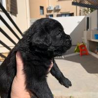 Cani corso neri originali