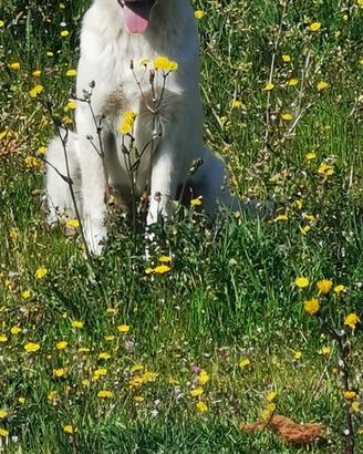 Cucciola aspetta una famiglia