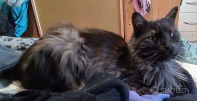 Silenzioso, ammessi gatti