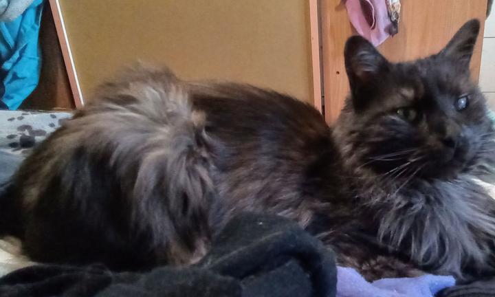 Silenzioso, ammessi gatti