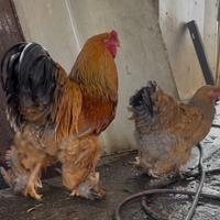 Brahma fulvo
