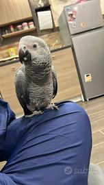 Pappagallo cenerino all. a mano