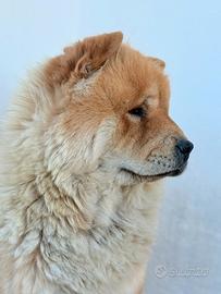 chow chow