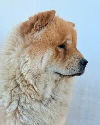 chow chow