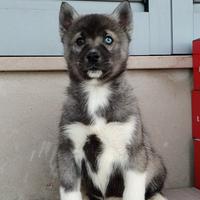Siberian husky con Pedigree ENCI