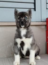 Siberian husky con Pedigree ENCI