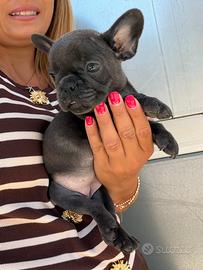 Bulldog Francese Blu