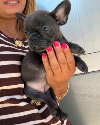 Bulldog Francese Blu