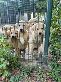 Labrador Retriver