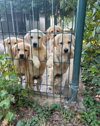 Labrador Retriver