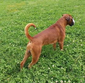 Boxer per accoppiamento